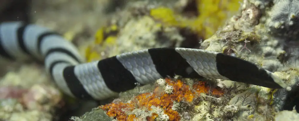 banded sea snake tail