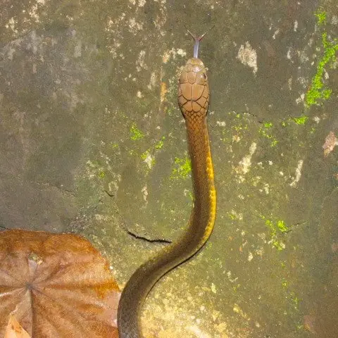 King Cobra Juvenile