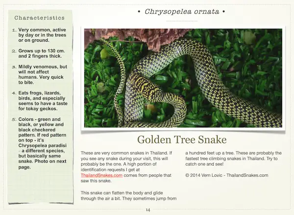 Golden tree snake for common Thailand snakes ebook.