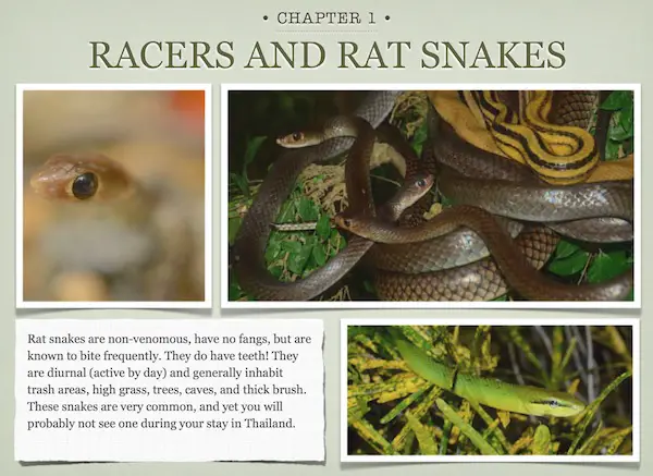 Racers and rat snakes for the Common Thailand snakes ebook.