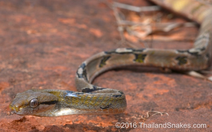 Dog-toothed Cat snake found herping in Thailand. (Boiga cynodon)