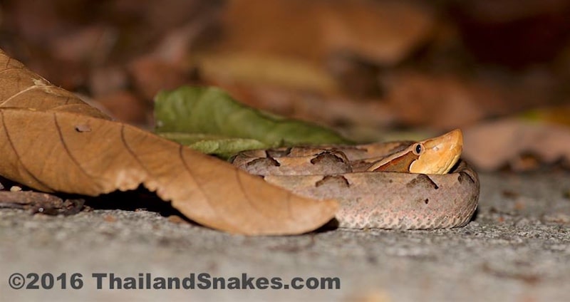 Malayan pit viper snake on ground waiting for rodents.