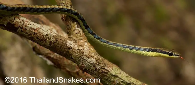 Bronzeback snake in tree.