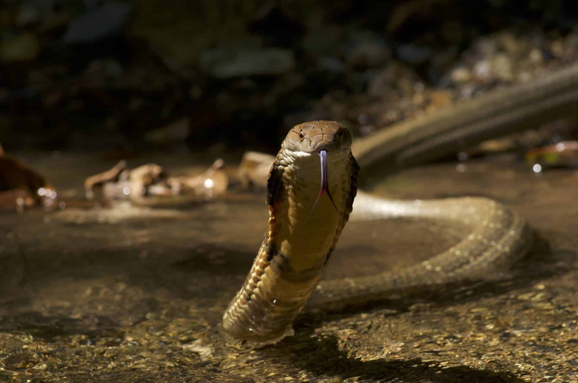 Large king cobra in a freshwater stream in southern Thailand during a herping field trip.