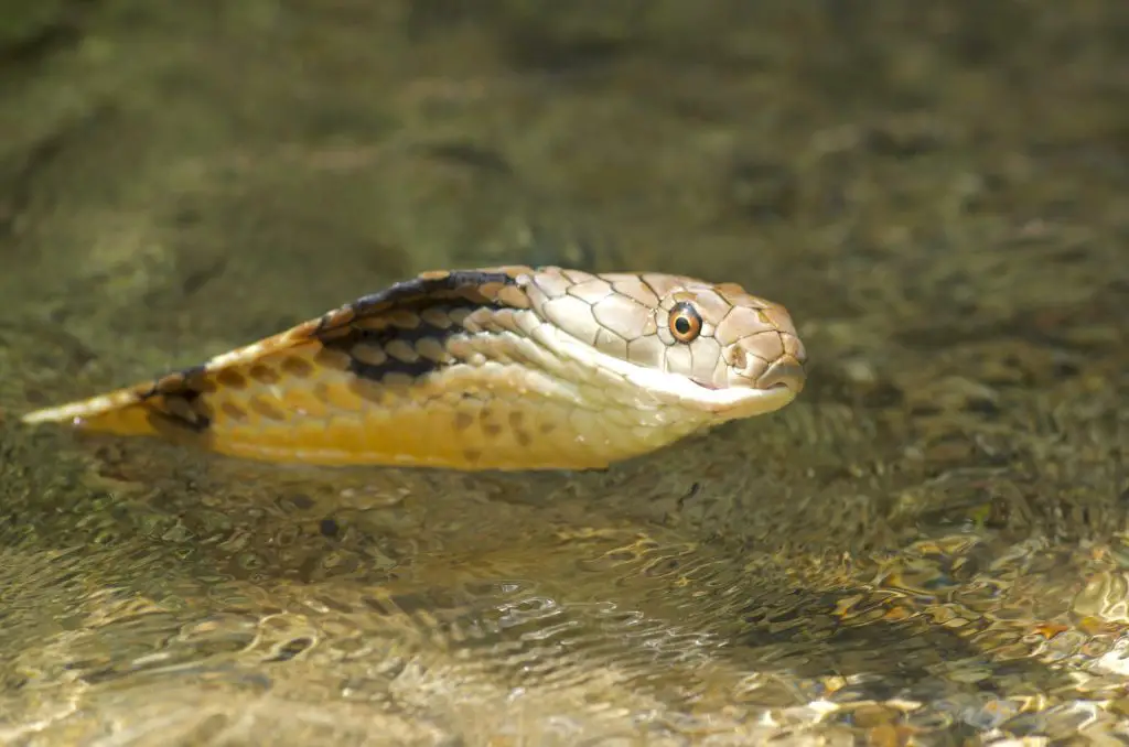 King cobra in freshwater stream in Thailand rainforest.