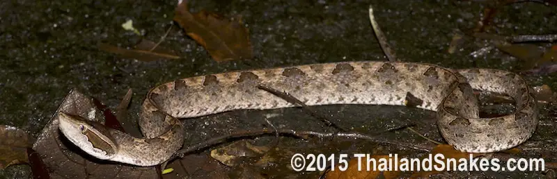 Wet Malayan pit viper found while herping in rain.