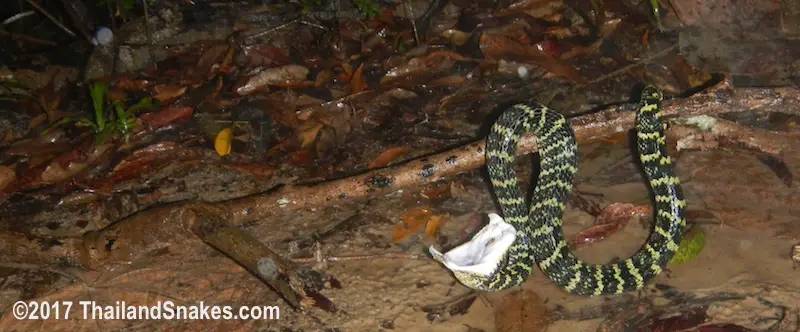 Wagler's Pit Viper (T. wagleri) found while herping in rain.