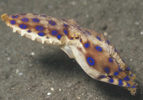 Thailand blue-ringed octopus, deadly venom.