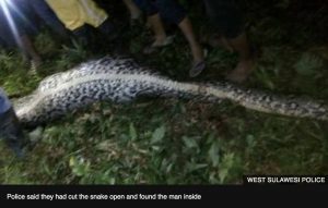 Reticulated python swollen from eating a man in Indonesia in March 2017.