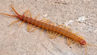 Thailand centipede