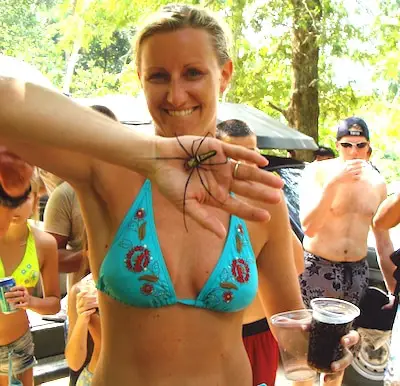 Golden Orb Weaver spider from Thailand.