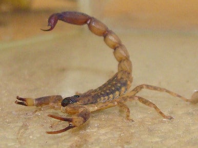 Thailand scorpion in garage.