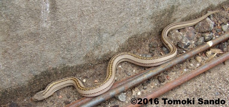 Striped Kukri - Non-Venomous - Not Dangerous | ThailandSnakes