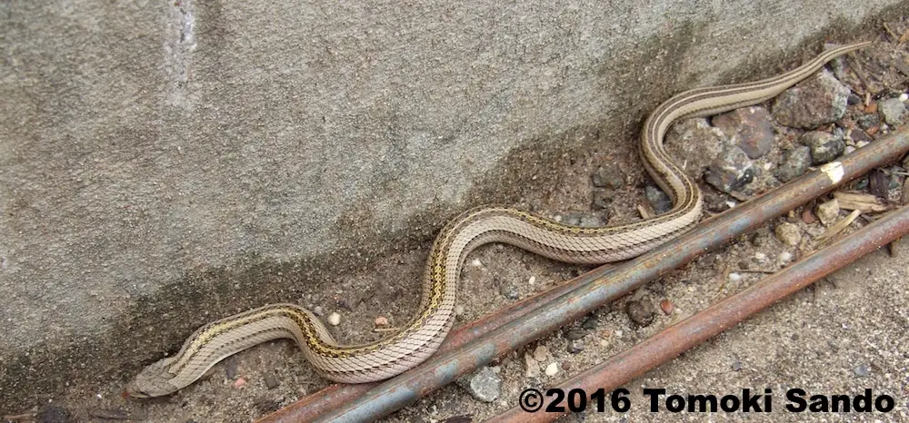 Striped kukri snake from Nakhon Ratchasima, Thailand. (Oligodon taeniatus - adult).