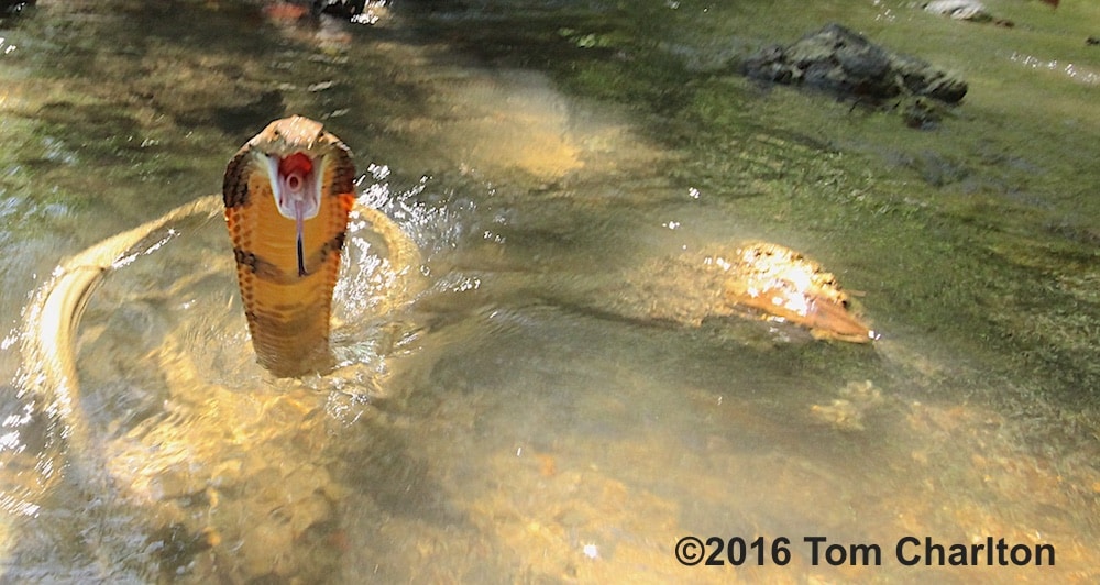 King cobra strike from freshwater stream in Southern Thailand - Krabi.