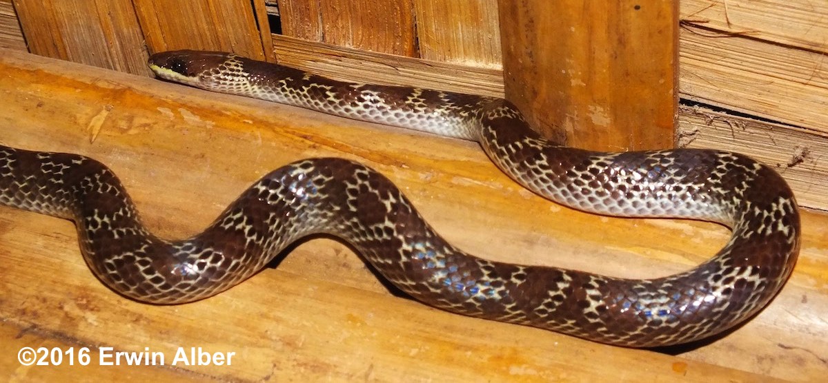 Common Wolf Snake (Indian Wolf Snake) - Lycodon capucinus. Very common harmless snake with a range across Southeast Asia including Vietnam, Burma, Cambodia, Philippines, Malaysia.