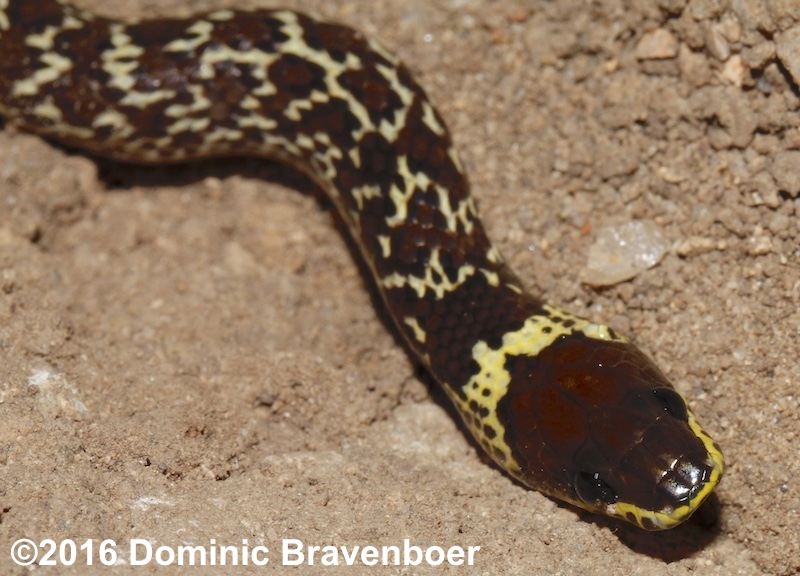 Common Wolf Snake close up from Thailand. Head and neck pattern - Lycodon capucinus.
