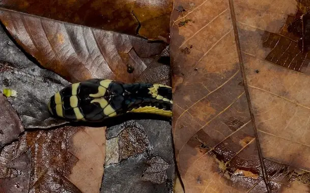 Yellow and black king cobra hatchling snake in southern Thailand.