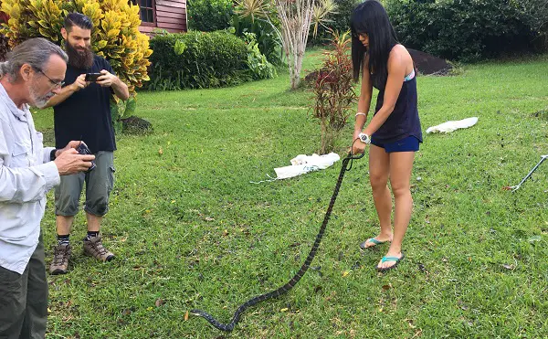 Girl from Hong Kong holds tail of big keeled rat snake in Thailand at our Snakestalk even held annually.