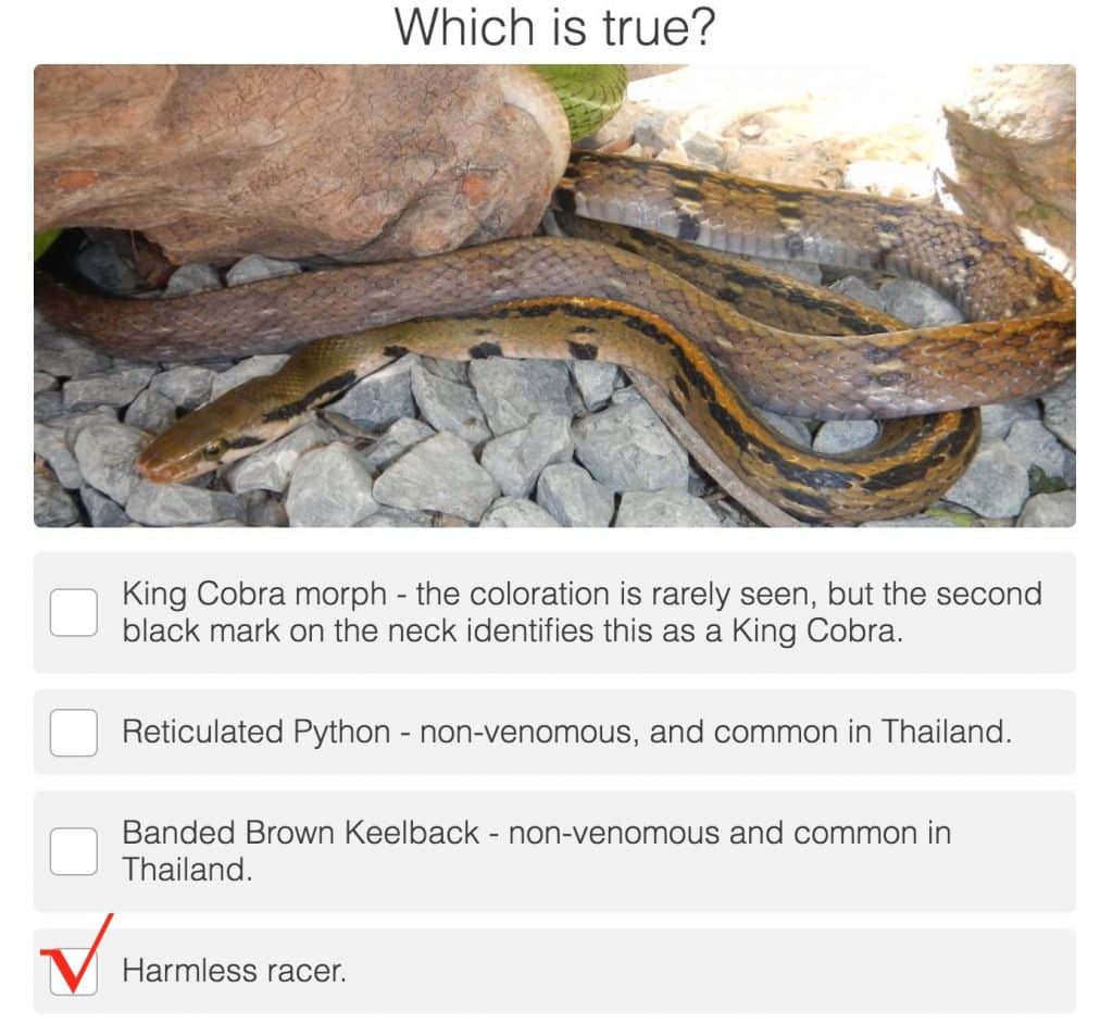 Thailand Snake Quiz Results | Thailand Snakes
