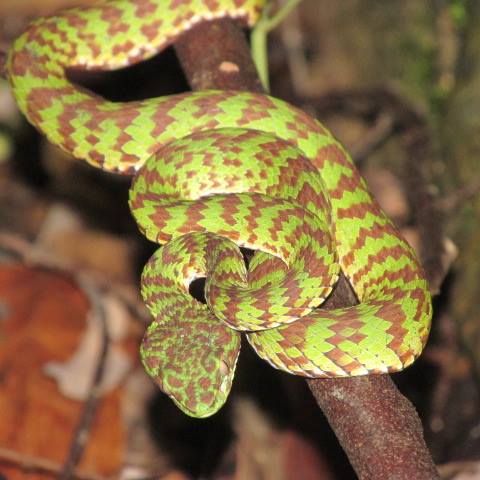 The beautiful pit viper, also called the brown-spotted pit viper, a venmous snake in Thailiand.
