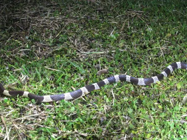 Deadly Malayan krait in Thailand.