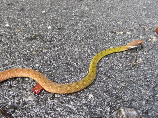 The speckle-bellied keelback snake found while night herping in Southern Thailand.