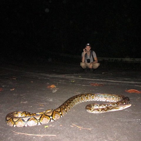 Big reticulated python found in Krabi, Thailand.