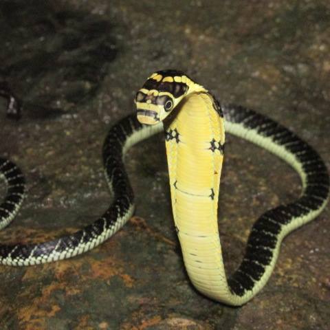 Juvenile king cobra (Ophiophagus hannah), already capable of deadly bites.