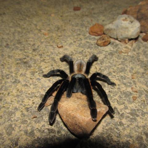 Some snakes are afraid of tarantulas. Especially a neonate stuck in a web!