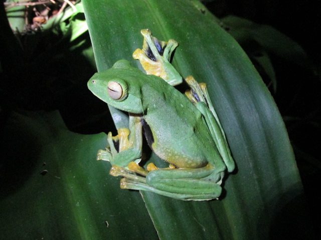 Thailand gliding frog species in Phang Nga.