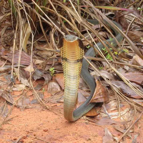 King cobra snake found in Krabi and released in a field.
