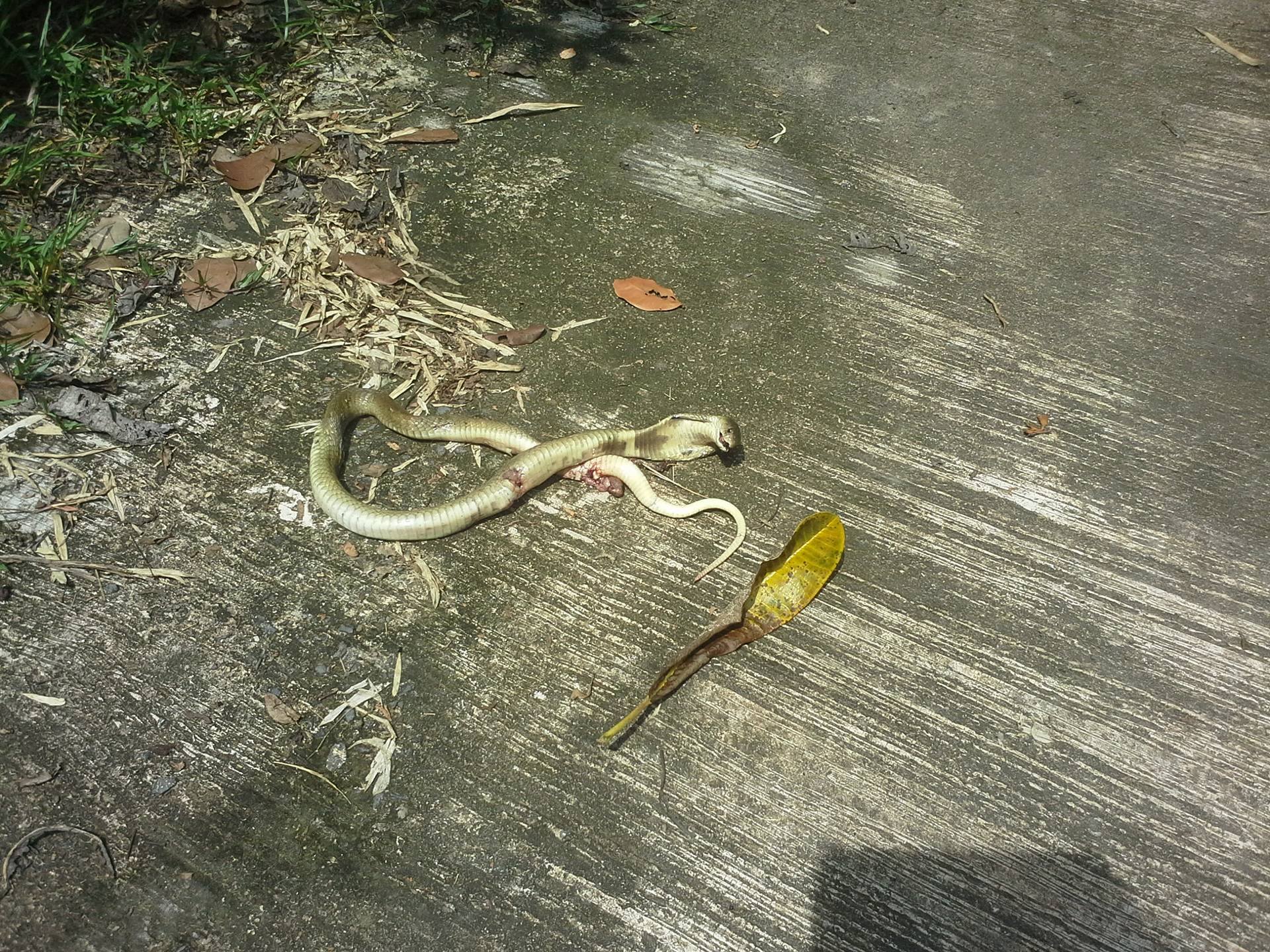 Dead monocled cobra after Thai hit it with shovel.