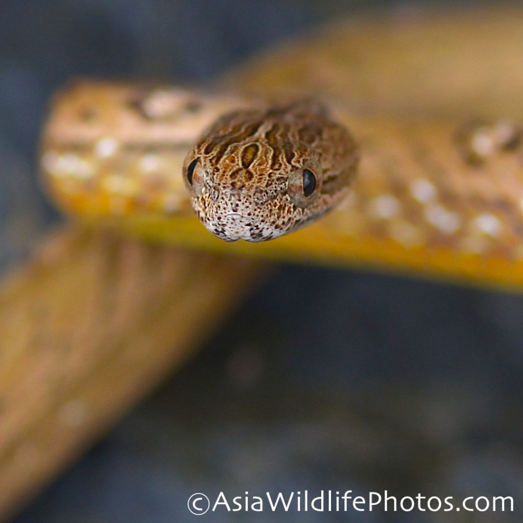 Thailand mock viper in the psammodynastes genus. Non-venomous snake.