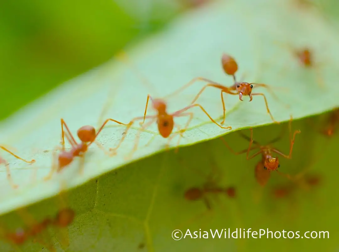 7 types of ants in Thailand.