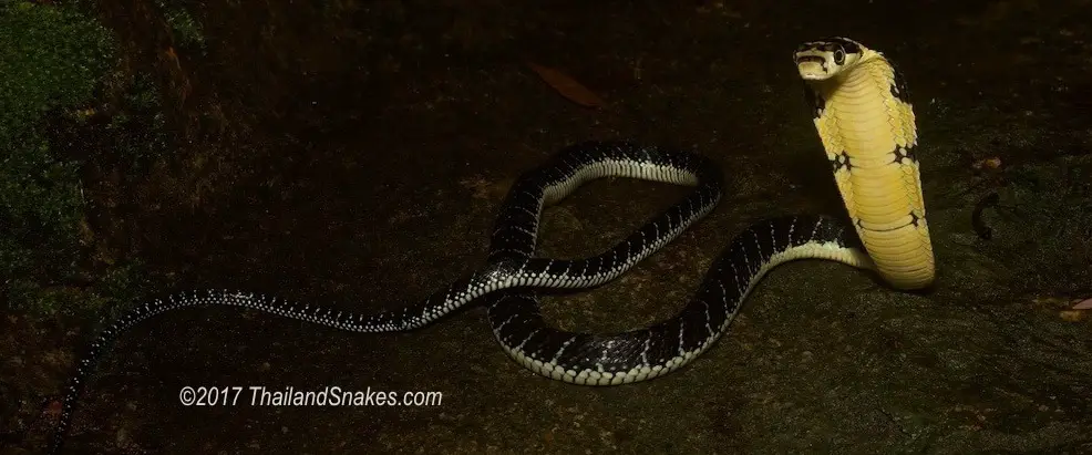 King cobra hatchling from Southern Thailand in Krabi. A snake guide can help you target specific areas where kings have been found in the past.