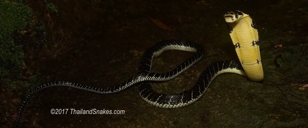 Zombie snake' that will 'play dead' can be found in Indiana