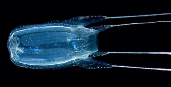 Box Jellyfish Facts and Treatment | Must Read | Thailand Snakes