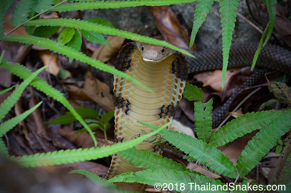 King cobra in Thailand ferns.