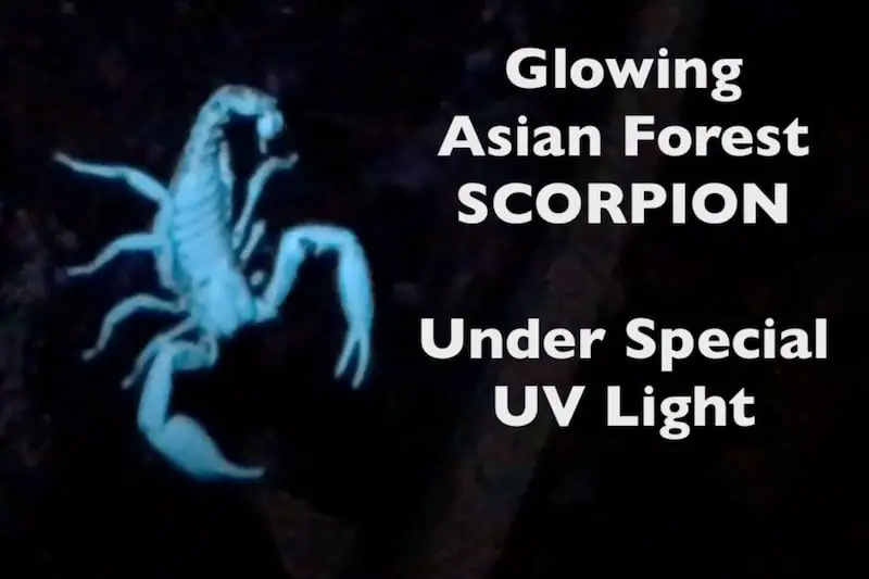 Scorpion under UV light for Scorpion bite page on Thailand Snakes site.