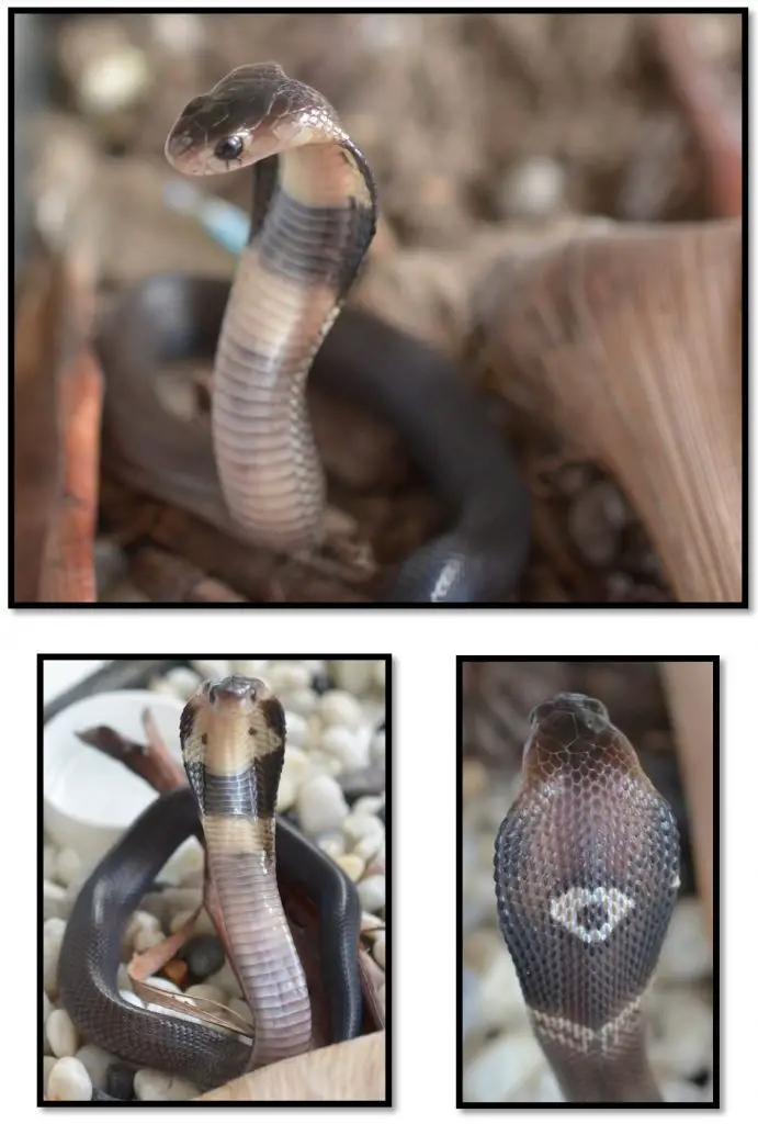 Thailand monocled cobra (Naja kaouthia) identification and crucial information.