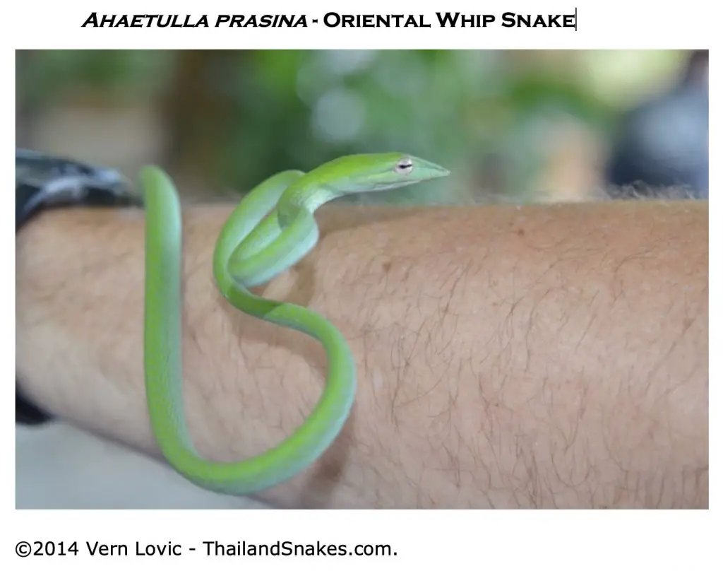 A green Oriental Whip Snake - slightly venomous but not dangerous for people.