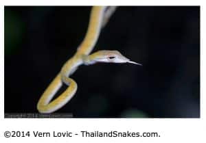 Oriental whip snake - Ahaetulla prasina in yellow morph form.