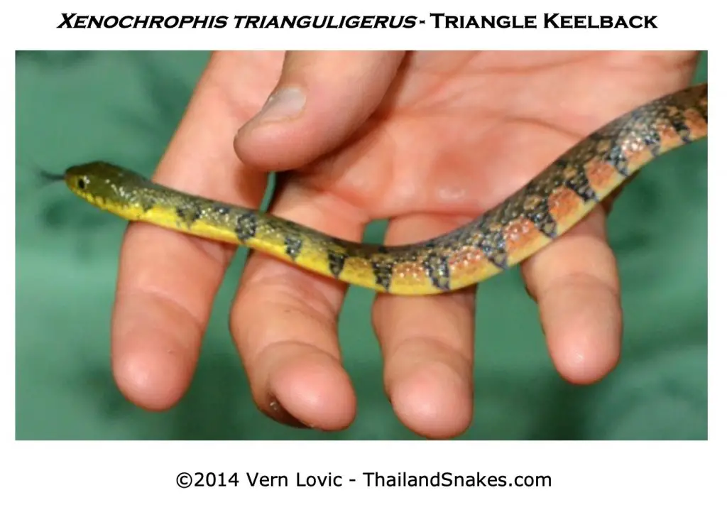 Triangle keelback with yellow, green, red, orange and black coloration and pattern.
