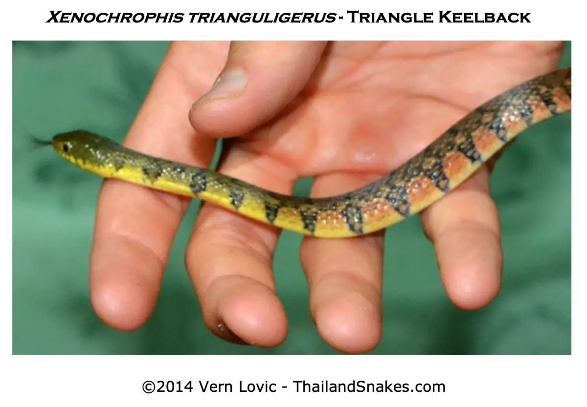 Common Thailand Snakes | Photo Of Snakes | Thailand Snakes