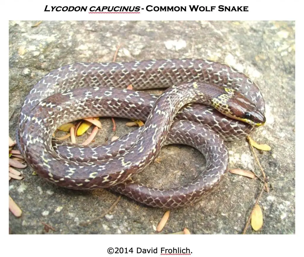 Lycodon capucinus - a common wolf snake found near homes.