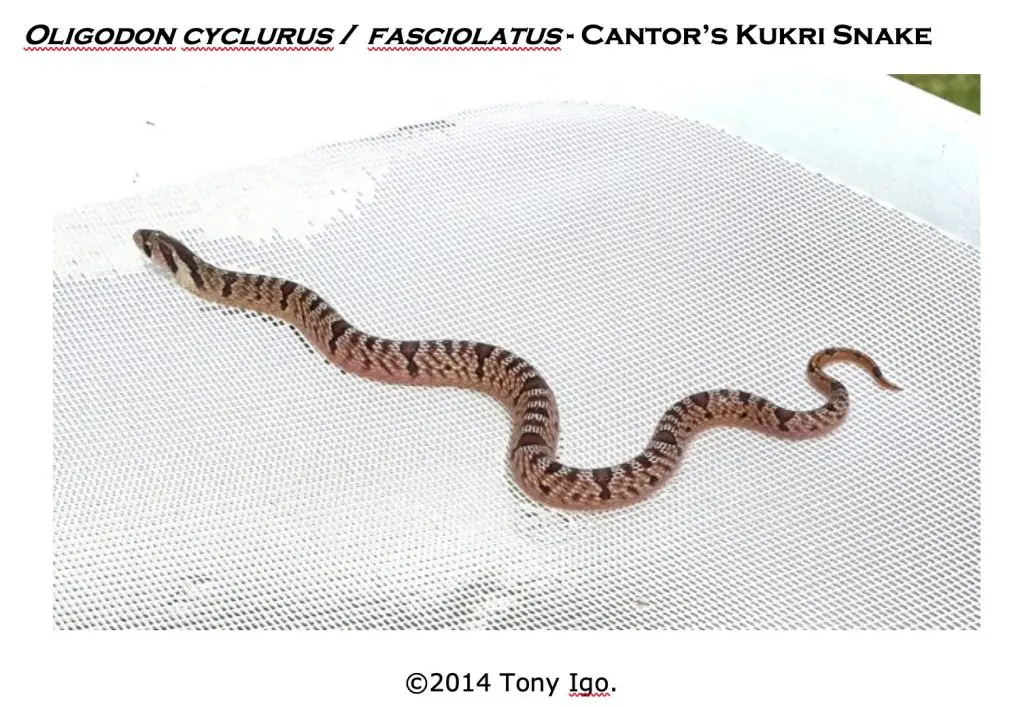 Cantor's kukri snake with strong pattern.