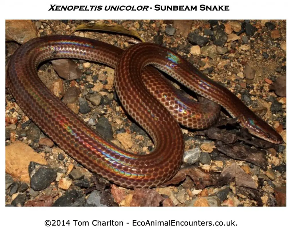 Sunbeam snake with rainbow reflective sheen.