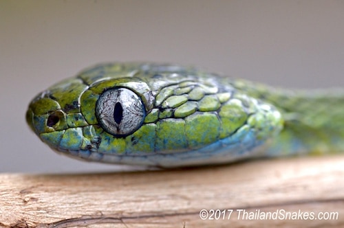 Green cat snake preys on other snakes, so some snakes are afraid of this species.