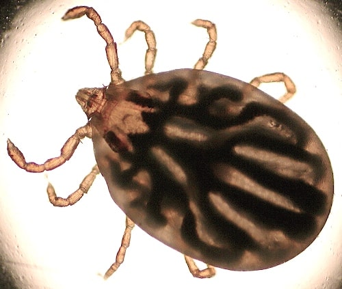 A Thailand tick swollen with blood.